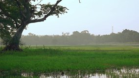Solitary tree stands in the marshy grass on the edge of a peaceful. misty meadow near Habarana. Sri Lanka