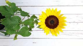 Closeup of sunflower flower being stroked by a man's hand, vertical smartphone video. White wooden slats in the background.