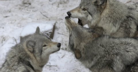 Pack of wolves in the wild bite at each others in winter - close up