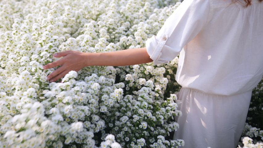 4K Young beautiful Asian woman walking in nature of little white cutter daisy flowers field in springtime. Happy pretty girl using hand touching and stroking fresh white blossom plant in flower garden Royalty-Free Stock Footage #1069751002