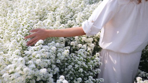 4K Young beautiful Asian woman walking in nature of little white cutter daisy flowers field in springtime. Happy pretty girl using hand touching and stroking fresh white blossom plant in flower garden