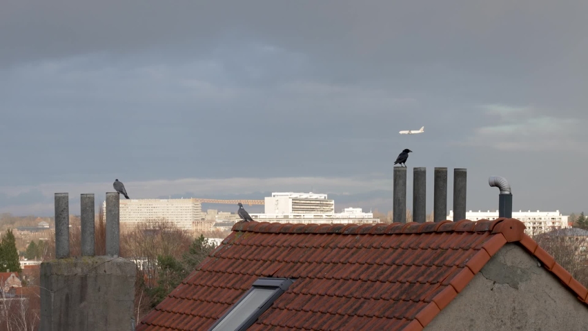 A crow and two doves sit peacefully atop a red roof house, a passenger jet flies in the distance.