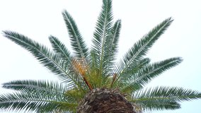 Fresh green foliage of single palm tree isolated on white and blue sky background 
