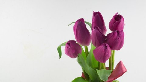 Opening of beautiful large bouquet of pink tulips flower on white background. Springtime. Holiday. Celebration, Easter, Love, birthday Timelapse. Close up. 4K