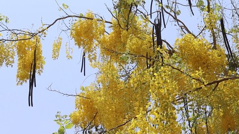Cassia fistula flowers yellow blooming branches hanging on tree blown by the little wind isolated on blue sky background closeup.
