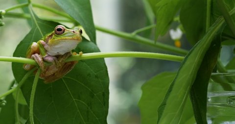 Video of tree frog clinging to grass