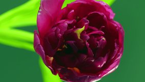 close up of blooming tulip flower, timelapse vertical video