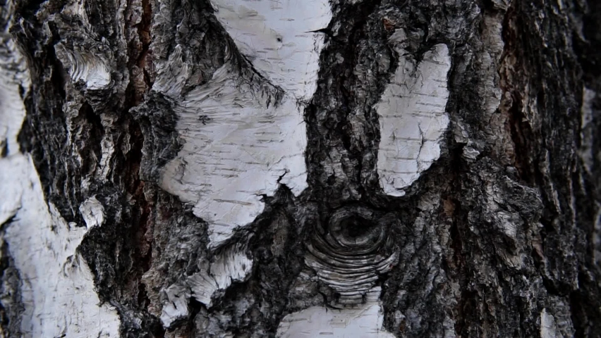 Birch bark on tree trunk in the forest. Birch white and black pattern texture in a woodland. Close up panorama.  Royalty-Free Stock Footage #1069765144
