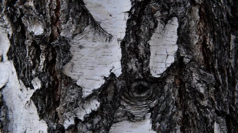 Birch bark on tree trunk in the forest. Birch white and black pattern texture in a woodland. Close up panorama. 