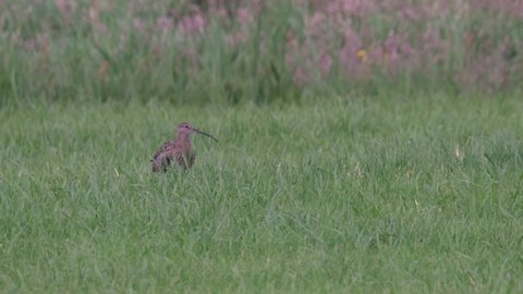 Eurasian curlew or common curlew wader bird sitting in a meadow with high grass during a sunny springtime day.