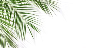 Motion of tropical palm leaves with shadows on white background