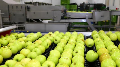 Clean fresh apples golden delicious moving on conveyor sorting and grading by the machine in a fruit packing warehouse