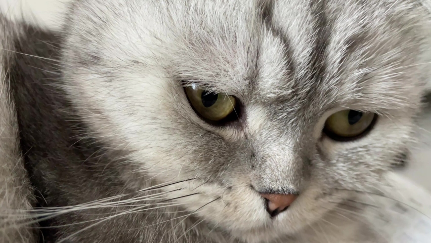 Sad cat. The thoroughbred Scottish Fold meows. A sad look from a pet. Hungry angry tabby cat. Cute adorable cat. The cat is crying. A very sad look. Waiting for food to be fed Royalty-Free Stock Footage #1069779439