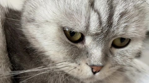 Sad cat. The thoroughbred Scottish Fold meows. A sad look from a pet. Hungry angry tabby cat. Cute adorable cat. The cat is crying. A very sad look. Waiting for food to be fed