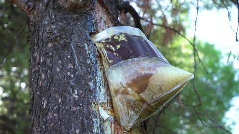 Collecting organic tree resin in wood. Closeup view 4k stock video footage of transparent plastic big bag full of fresh resin. Process of organic tree resin extraction in Greece