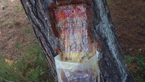 Collecting organic tree resin in wood. Closeup view 4k stock video footage of transparent plastic big bag full of fresh resin. Bag attached to tree trunk with big fresh wound on its surface. Greece