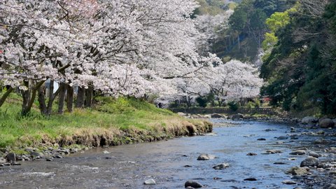 Sakura, cherry blossoms are blooming near both side of the river on spring season japan. Sakura petals water ring reflection on river.