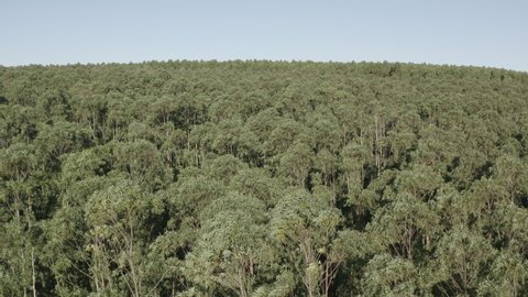 Aerial footage eucalyptus plantation during the day at Pratânia countryside of Sao Paulo state