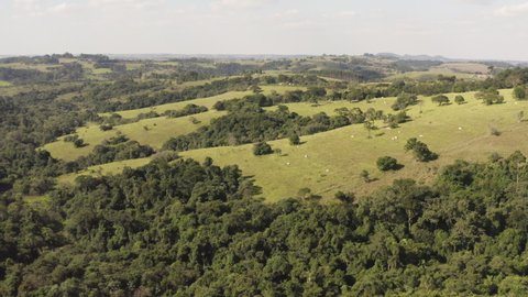 Aerial footage of cattle at green pastures. Bucolic view in the countryside of Sao Paulo. Pardinho