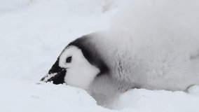Emperor Penguins chicks on the ice in Antarctica - Powered by Shutterstock - Get 15% off with code: PIKWIZARD15