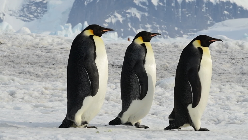 Emperor Penguins close up in Antarctica Royalty-Free Stock Footage #1069785103