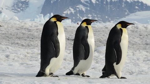 Emperor Penguins close up in Antarctica