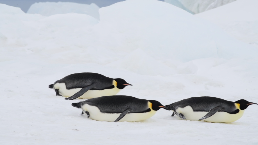 Emperor Penguins on the snow in Antarctica | Shutterstock HD Video #1069785139