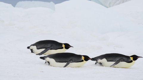 Emperor Penguins on the snow in Antarctica