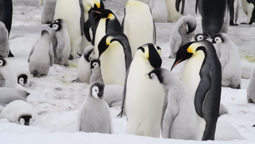 Emperor Penguins with chicks close up in Antarctica | Shutterstock HD Video #1069785202