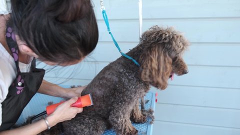 Professional woman groomer shaves brown poodle dog with trimmer. Animal hair cut and pet care at home.
