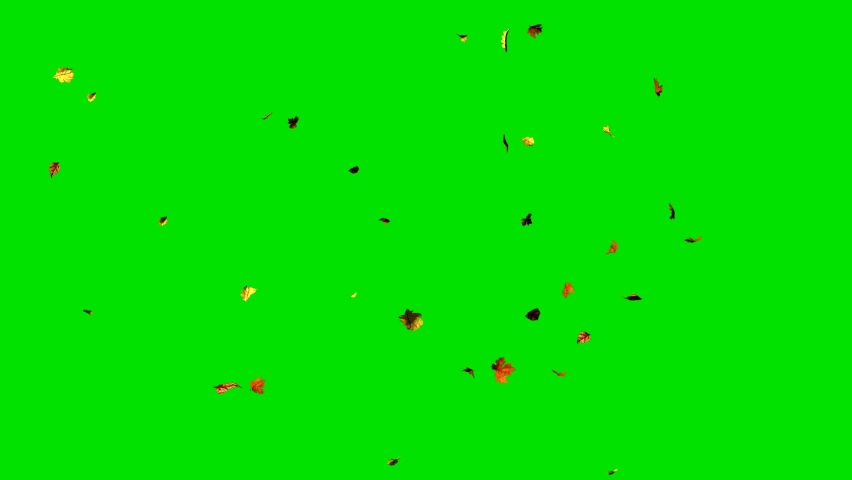Autumn Leaves Falling On Green Screen