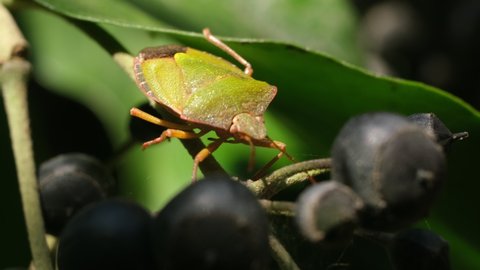 The green stink bug or Chinavia Hilaris is a agricultural pest. It eats vegetables.