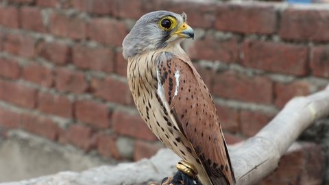 common kestrel (Falco tinnunculus) as pet for sale in Lahore, Pakistan 4k Clip