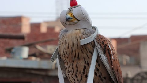 common kestrel (Falco tinnunculus) as pet for sale in Lahore, Pakistan 4k Clip