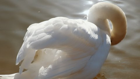 Close-up of a beautiful swan preening its feathers by a lake on a sunny spring day