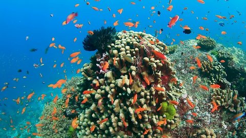Tropical fish and corals on a tropical reef in the Andaman Sea (Similan Islands)