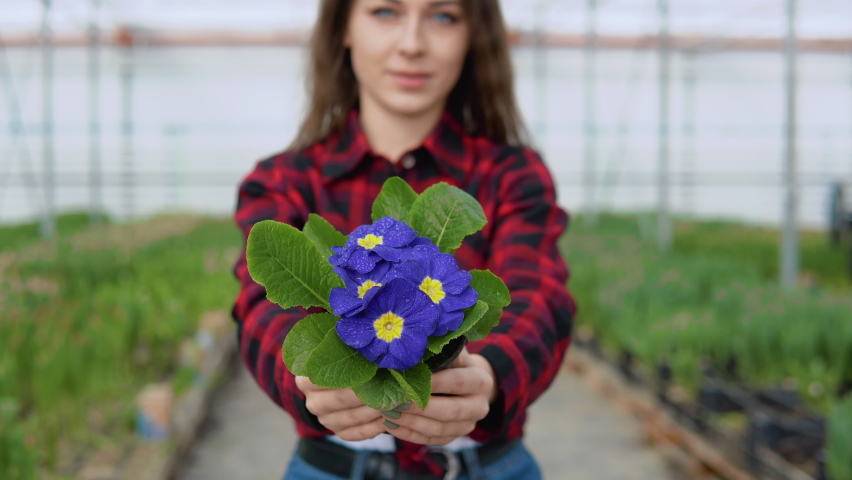 Beautiful purple flowers with yellow centers in a pot in the hands of a caucasian florist in a greenhouse or hothouse. emphasis on flowers, blurred image of a person