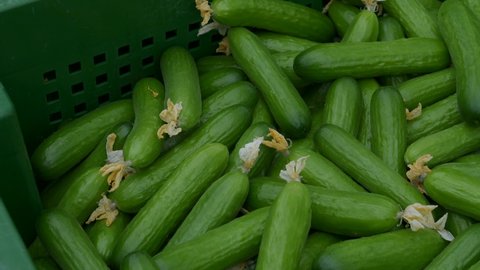 Fresh harvest of cucumbers in a box.
Panoramic camera movement on young, fresh cucumbers in a green box.