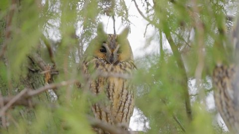 long-eared owl sitting on branch in natural habitat (Asio otus)