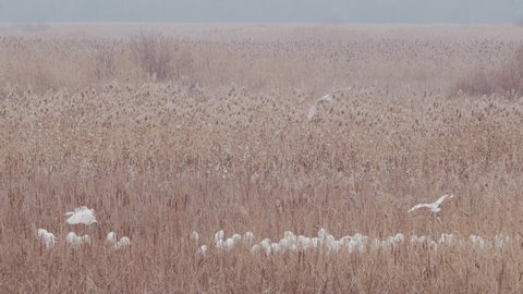 group of big white egrets resting in the dried reed  in winter (ardea alba)