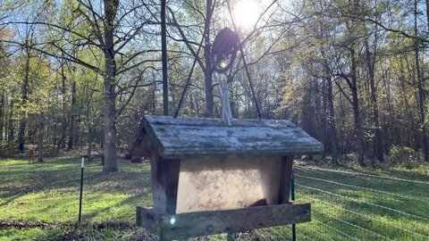 Old wooden bird feeder and sun beaming in rural Georgia in the Spring