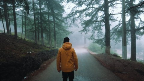 A guy wearing yellow jacket walking inside forest full of cedar (cedrus) trees ,in asphalt road and foggy weather , in chrea - algeria .