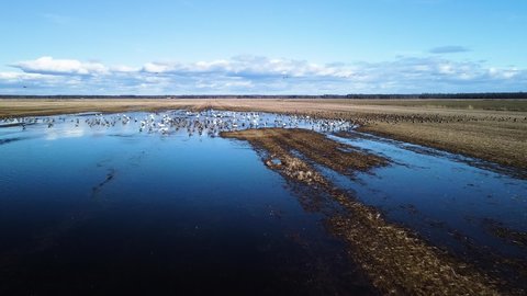 Aerial flytrough view of large flock of bean goose (Anser serrirostris) and whooper swans (Cygnus cygnus) resting, flooded agricultural field, sunny spring day, wide angle drone shoting forward