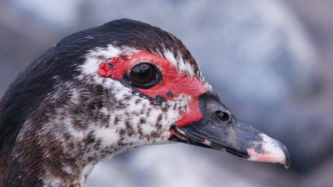 Wild exotic Bird close up. Portrait of a wild beauty with Big Eyes. 
Muscovy duck (Cairina moschata) is a large black duck native face.