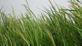 Green paddy plants swaying in the wind. Tall green grass sways in the wind. Green Background. Slow-motion video. 