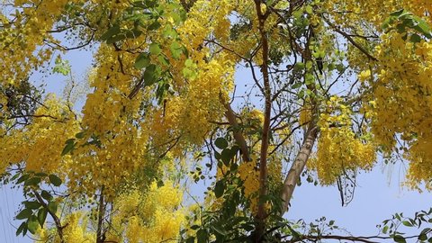 Cassia fistula flowers yellow branches hanging on tree isolated on blue sky background closeup.