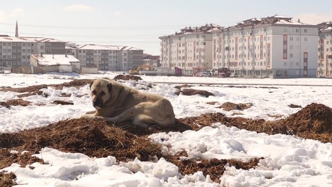 Turkish kangal dog sits dirt surrounded by snow in the village close to town.
It's not a Homeless dog; it's a Shepherd dog.
animals in the countryside, farm animal.
pets, pet.
Love dogs.
wild nature