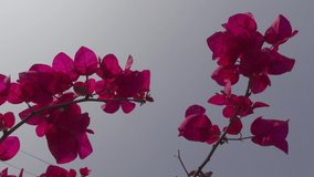 Full blooming purple-pink spring flower (Bougainvillea) branches closeup in the garden tree. Pink flowers background. 4k video.
