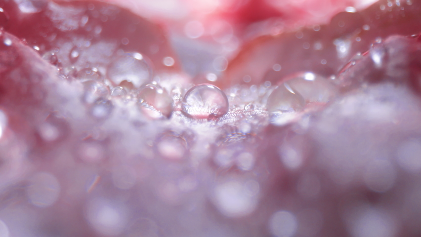 Water drops on a flower petal Macro shot of a wet flower texture. Royalty-Free Stock Footage #1069813534