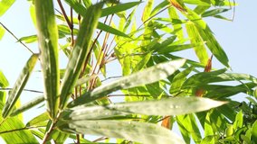 Wind blows bamboo leaves with the sky background